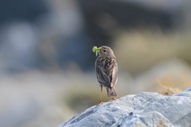 Pipit maritime / Eurasian Rock Pipit